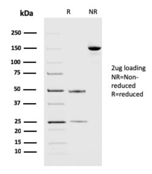 PDCD1LG2 Antibody