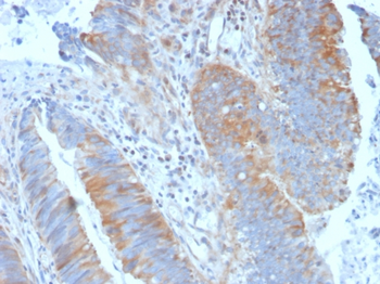 CAPN1 Antibody