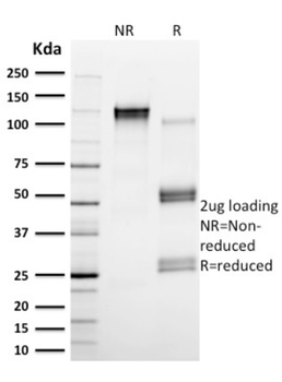 CAPN1 Antibody