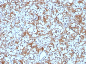 CAST Antibody