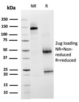 HAVCR2 Antibody