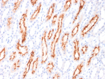 TNFSF9 Antibody