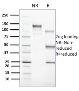 CD1C Antibody