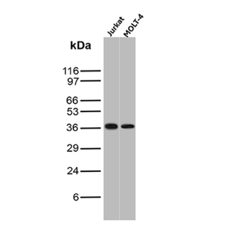 CD1C Antibody