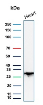 PDLIM1 Antibody