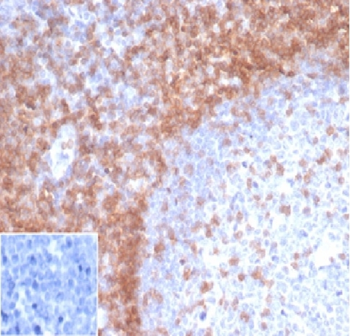 CD3E Antibody