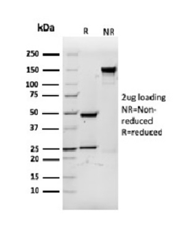 CD3E Antibody