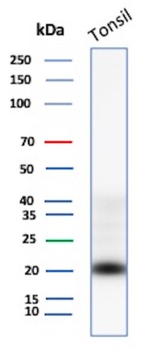 CD3E Antibody