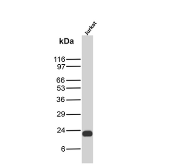 CD3E Antibody