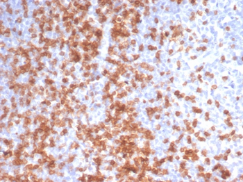 CD3E Antibody
