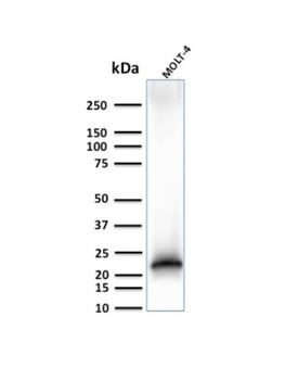 CD3E Antibody