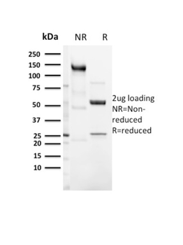 CD3E Antibody
