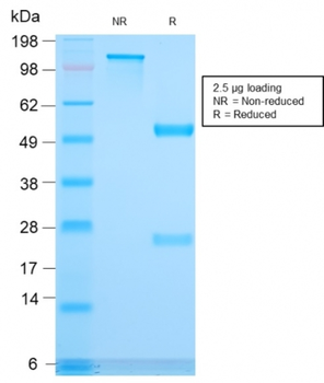 CD3E Antibody