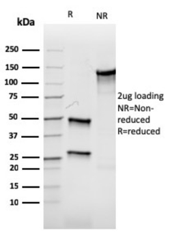 AURKB Antibody