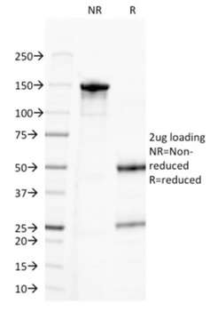 MS4A1 Antibody