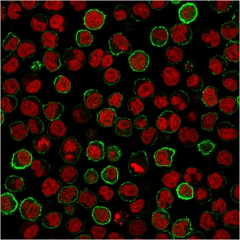 MS4A1 Antibody