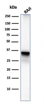 MS4A1 Antibody