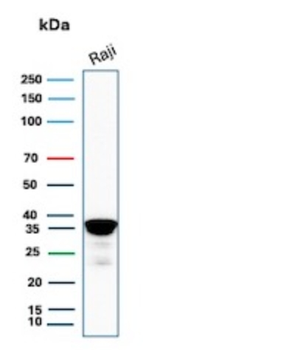 MS4A1 Antibody