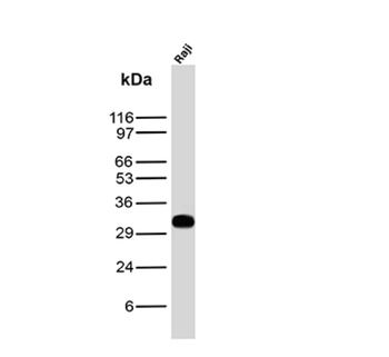 MS4A1 Antibody