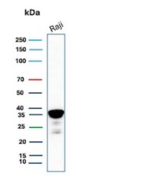 MS4A1 Antibody