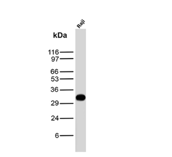 MS4A1 Antibody