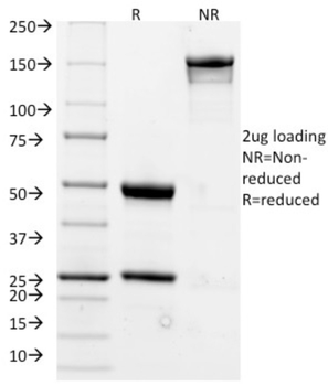 MS4A1 Antibody