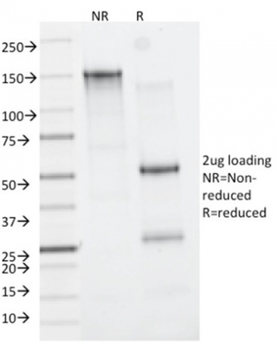 CD163 Antibody