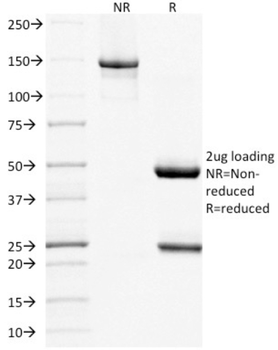 MUC16 Antibody