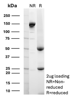 CD80 Antibody
