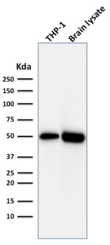 ATG5 Antibody