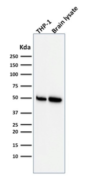 ATG5 Antibody