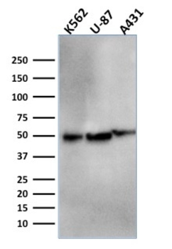 ATG5 Antibody