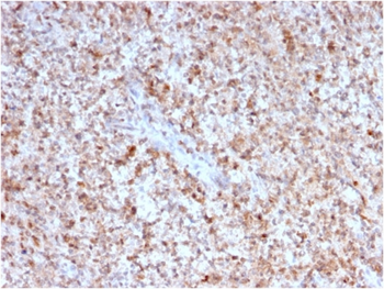 CD40LG Antibody