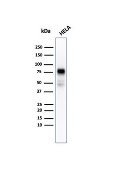 CD44 Antibody