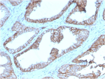 CD47 Antibody