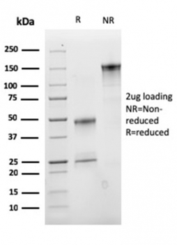 CD47 Antibody