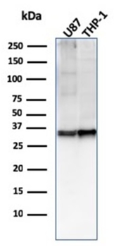 CD47 Antibody