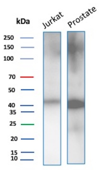 CD47 Antibody