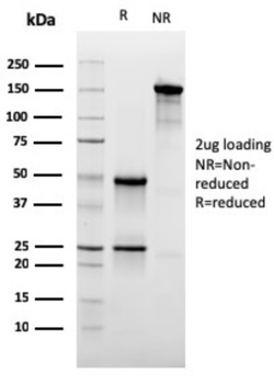 CD47 Antibody