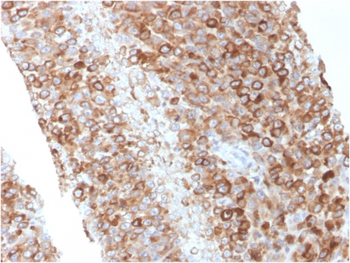 CD63 Antibody