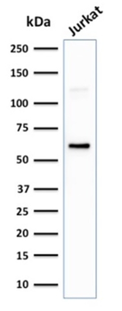 CD63 Antibody