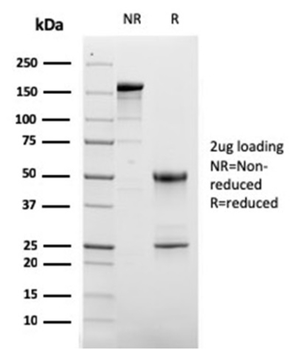 CD63 Antibody