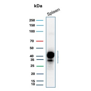 CD63 Antibody