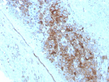CD63 Antibody
