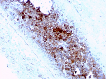 CD63 Antibody