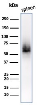 CD63 Antibody