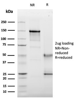 CD63 Antibody