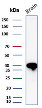 CD63 Antibody