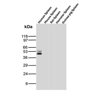 CD63 Antibody