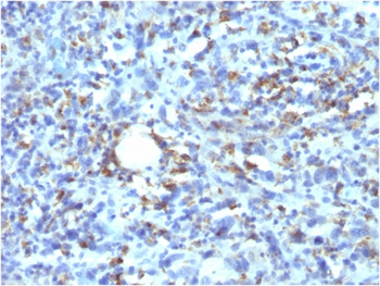 CD68 Antibody